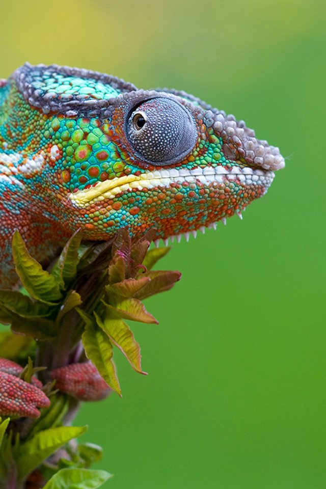 Обои макро, разноцветный, ящерица, хамелеон, рептилия, macro, colorful, lizard, chameleon, reptile разрешение 1920x1200 Загрузить