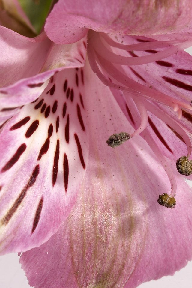 Обои цветок, лепестки, тычинки, лилия, альстромерия, flower, petals, stamens, lily, alstroemeria разрешение 2560x1600 Загрузить