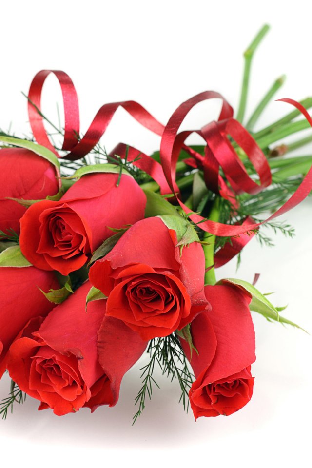 Обои цветы, розы, красные, букет, белый фон, ленточка, flowers, roses, red, bouquet, white background, ribbon разрешение 2560x1600 Загрузить