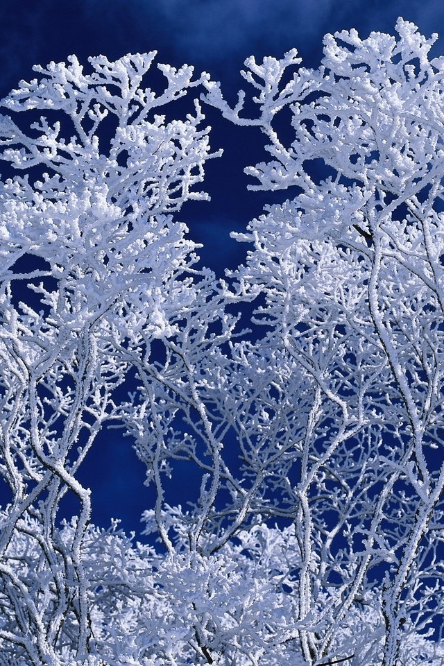 Обои небо, дерево, зима, ветки, иней, синий фон, the sky, tree, winter, branches, frost, blue background разрешение 1920x1200 Загрузить