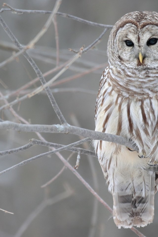 Обои сова, ветка, птица, owl, branch, bird разрешение 1920x1200 Загрузить