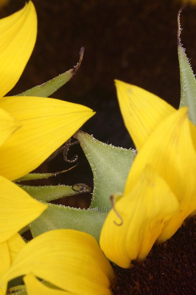 Обои цветы, макро, лето, лепестки, подсолнух, подсолнухи, желтые, flowers, macro, summer, petals, sunflower, sunflowers, yellow разрешение 2560x1600 Загрузить