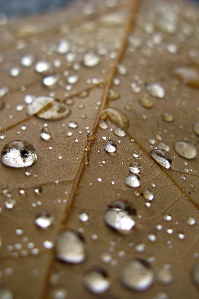 Обои вода, макро, капли, лист, дождь, прохлада, осен, water, macro, drops, sheet, rain, cool, autumn разрешение 4000x3000 Загрузить