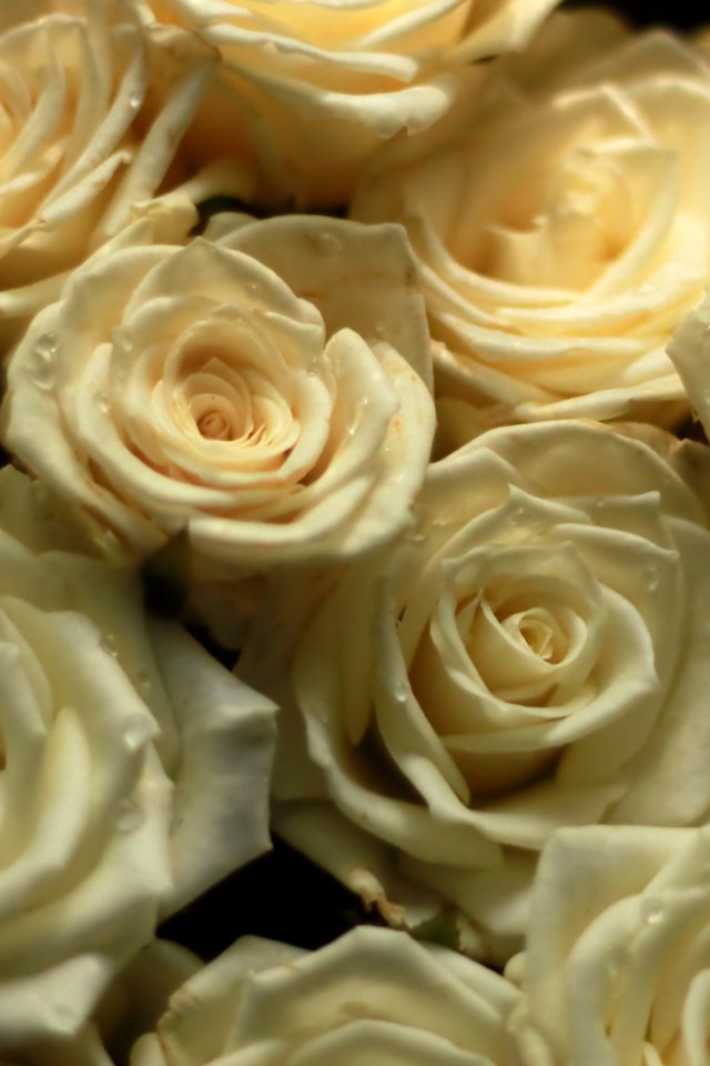 Обои цветы, розы, букет, cvety, rozy, buket, flowers, roses, bouquet разрешение 3685x2464 Загрузить