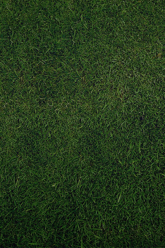 Обои трава, зелень, обои, текстура, газон, грин, grass, greens, wallpaper, texture, lawn, green разрешение 1920x1200 Загрузить