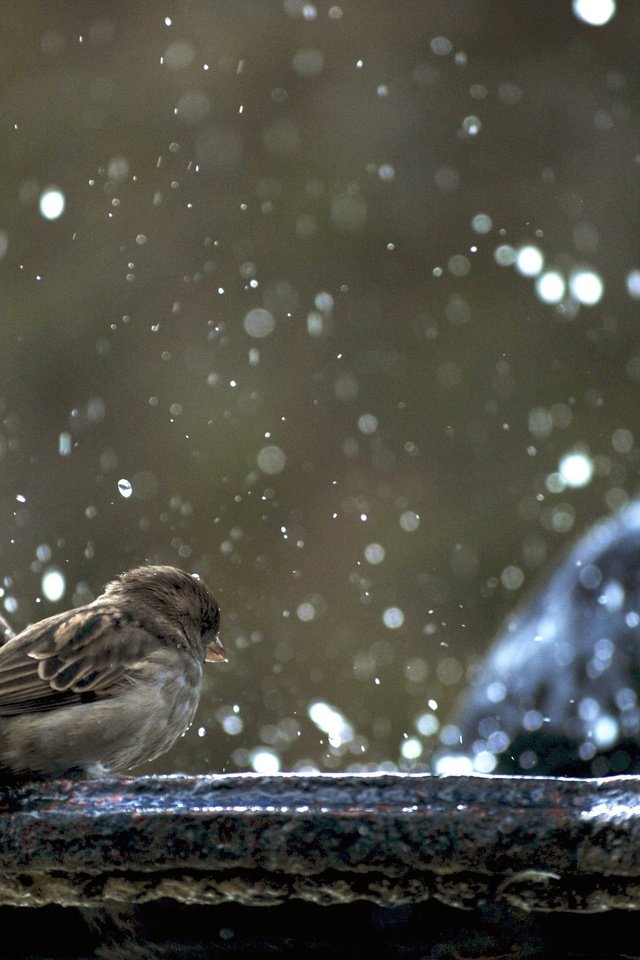 Обои фонтан, птицы, воробей, голубь, воробьи, гуля не в фокусе, fountain, birds, sparrow, dove, sparrows, ghoul is not in focus разрешение 3872x2592 Загрузить