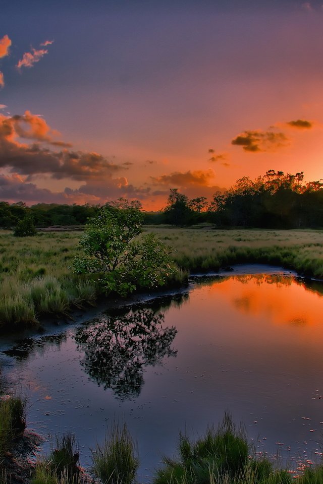 Обои трава, вода, природа, дерево, закат, отражение, лужа, grass, water, nature, tree, sunset, reflection, puddle разрешение 1920x1200 Загрузить