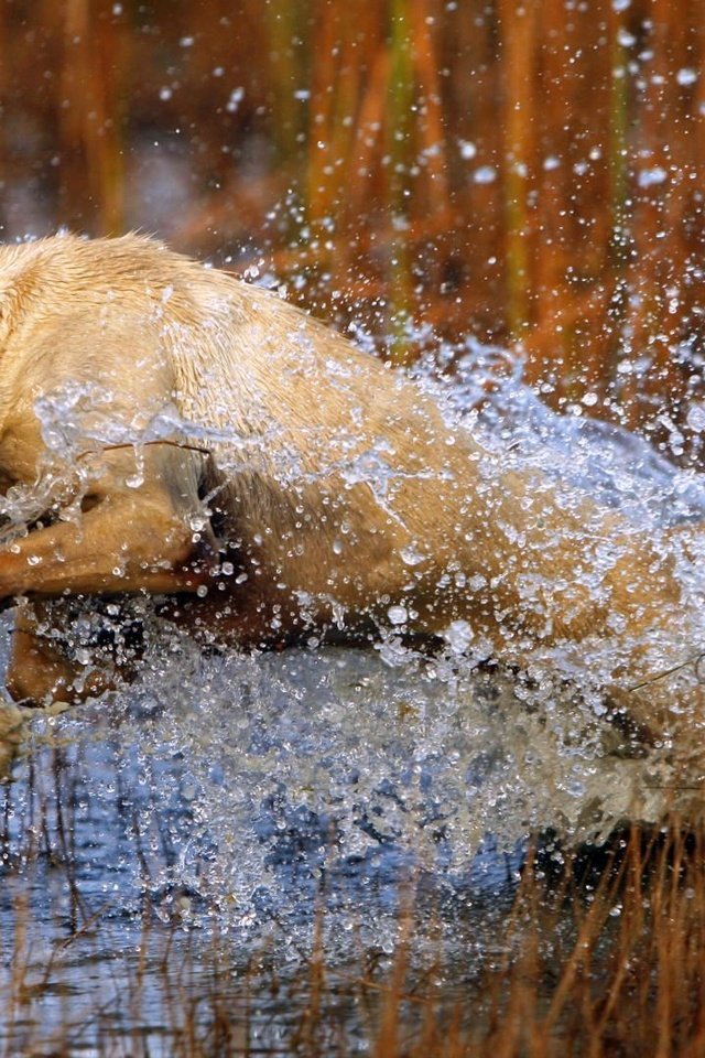 Обои трава, вода, собака, прыжок, охота, лабрадор, grass, water, dog, jump, hunting, labrador разрешение 1920x1080 Загрузить