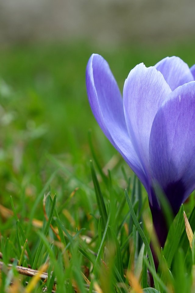 Обои трава, макро, синий, цветок, весна, первоцвет, крокус, grass, macro, blue, flower, spring, primrose, krokus разрешение 1920x1200 Загрузить