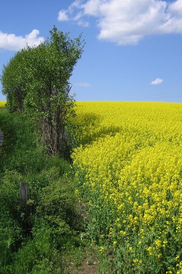 Обои небо, цветы, деревья, дорожка, поле, горизонт, луг, рапс, the sky, flowers, trees, track, field, horizon, meadow, rape разрешение 2048x1536 Загрузить