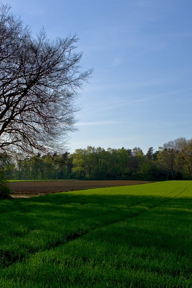 Обои небо, трава, деревья, поле, the sky, grass, trees, field разрешение 1920x1080 Загрузить