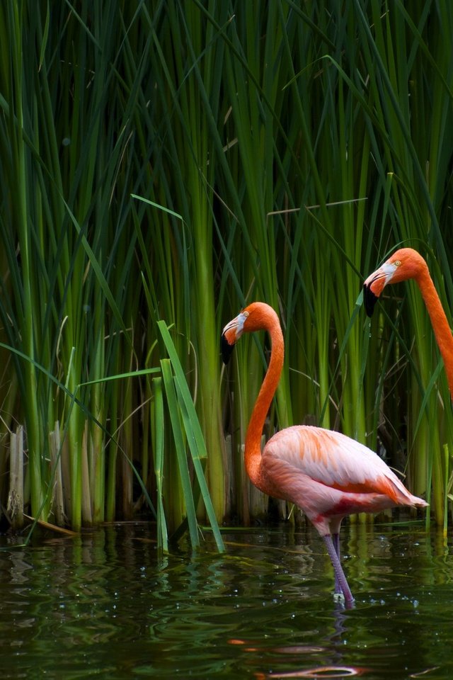 Обои озеро, фламинго, птицы, калифорния, тростник, sacramento zoo, lake, flamingo, birds, ca, cane разрешение 2560x1600 Загрузить