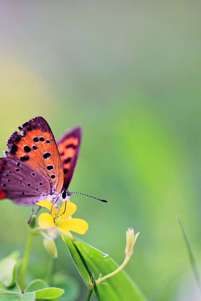 Обои бабочка, butterfly разрешение 1920x1200 Загрузить