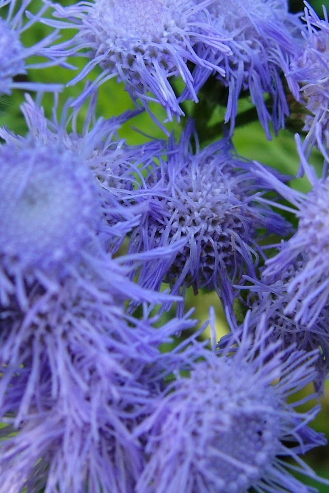 Обои цветы, крупным планом, агератум, flowers, closeup, ageratum разрешение 1920x1080 Загрузить