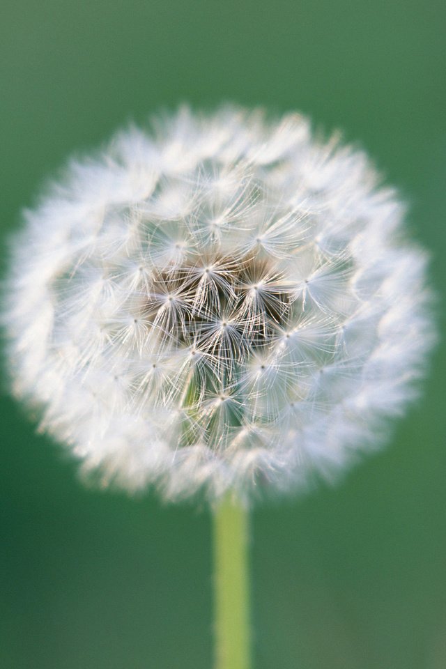 Обои цветок, одуванчик, пушинки, былинки, flower, dandelion, fuzzes, blade разрешение 2560x1920 Загрузить