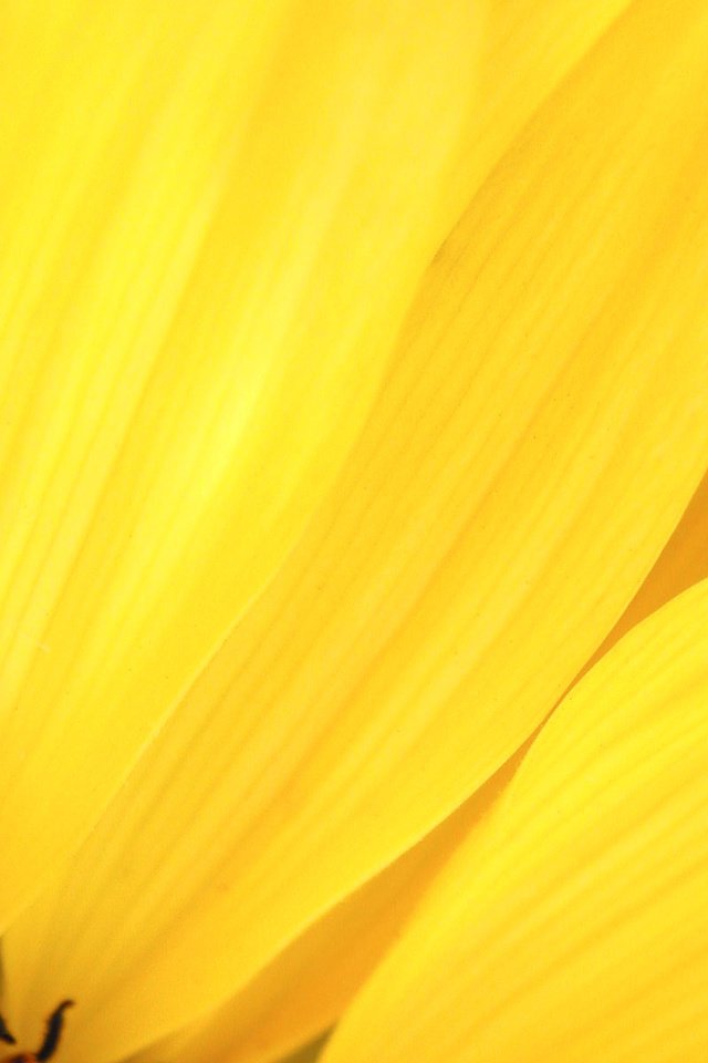 Обои цветок, лепестки, подсолнух, желтые, крупным планом, flower, petals, sunflower, yellow, closeup разрешение 1920x1200 Загрузить