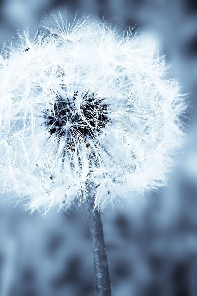 Обои цветок, одуванчик, пух, пушинки, былинки, flower, dandelion, fluff, fuzzes, blade разрешение 2592x1944 Загрузить