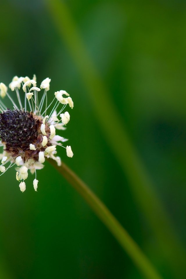 Обои природа, цветок, размытость, стебель, подорожник, nature, flower, blur, stem, plantain разрешение 2560x1600 Загрузить