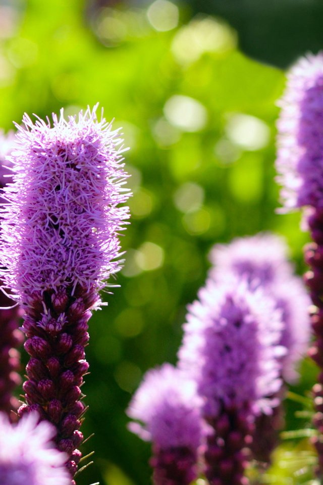 Обои цветы, лиатрис, flowers, liatris разрешение 1920x1200 Загрузить