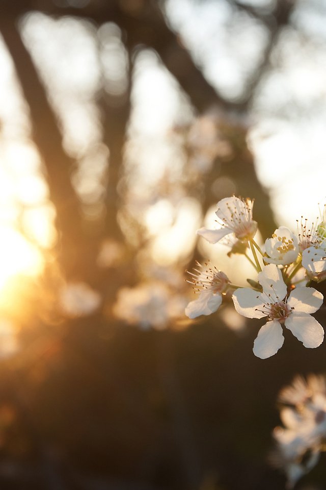 Обои природа, цветение, ветки, размытость, весна, nature, flowering, branches, blur, spring разрешение 1920x1200 Загрузить