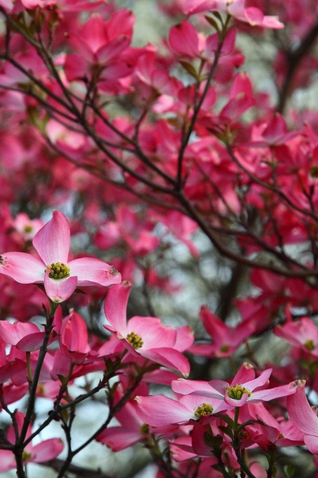 Обои дерево, цветение, весна, розовый, кизил, tree, flowering, spring, pink, dogwood разрешение 1920x1200 Загрузить