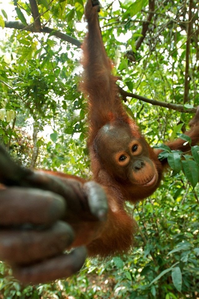 Обои природа, обезьяна, орангутан, nature, monkey, orangutan разрешение 1900x1265 Загрузить