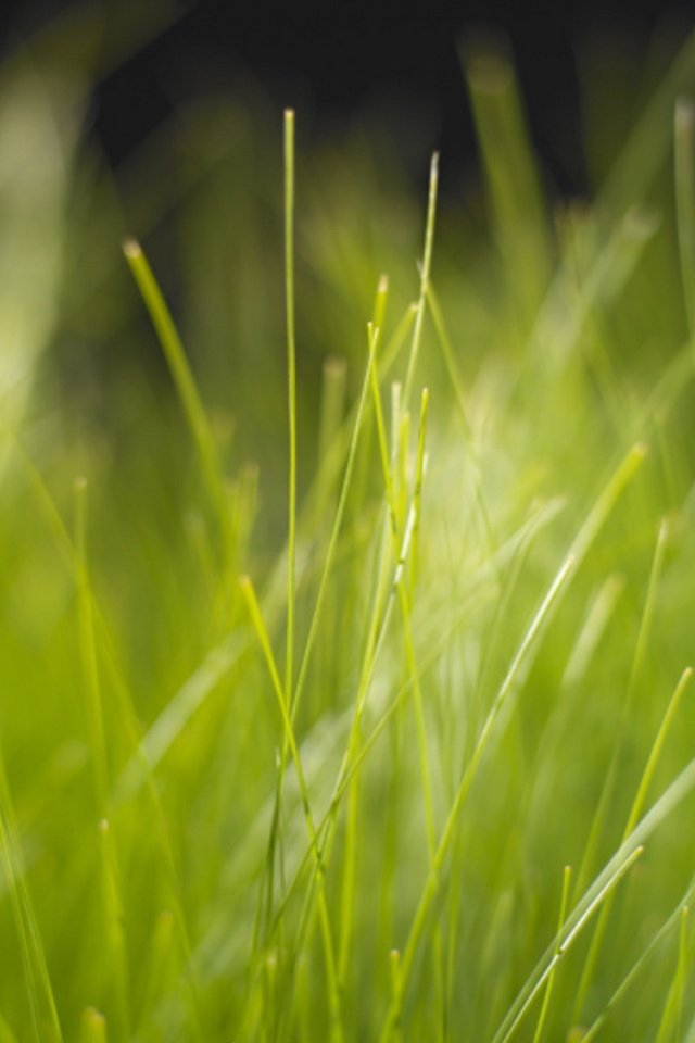 Обои трава, природа, зелень, размытость, grass, nature, greens, blur разрешение 1920x1200 Загрузить