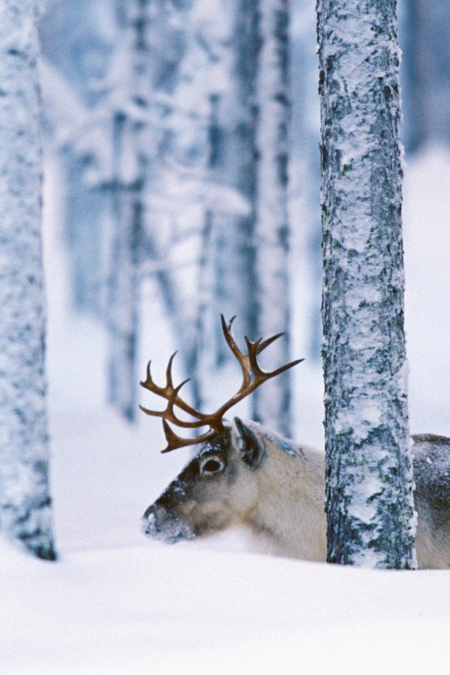Обои деревья, снег, лес, олень, зима, стволы, рога, trees, snow, forest, deer, winter, trunks, horns разрешение 1920x1080 Загрузить