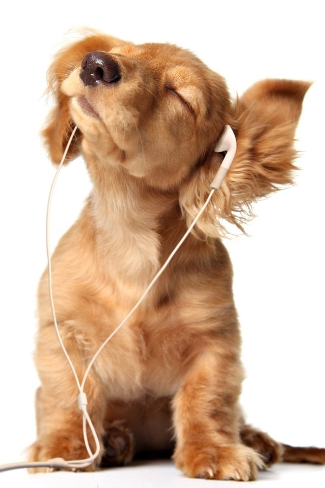 Обои наушники, щенок, слушает, собачка, headphones, puppy, listening, dog разрешение 2560x1600 Загрузить