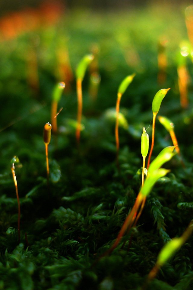 Обои макро, мох, растение, ростки, побеги, macro, moss, plant, sprouts, shoots разрешение 1920x1200 Загрузить