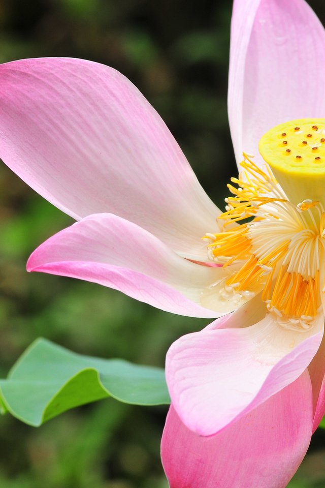 Обои макро, цветок, лепестки, лотос, macro, flower, petals, lotus разрешение 2560x1600 Загрузить