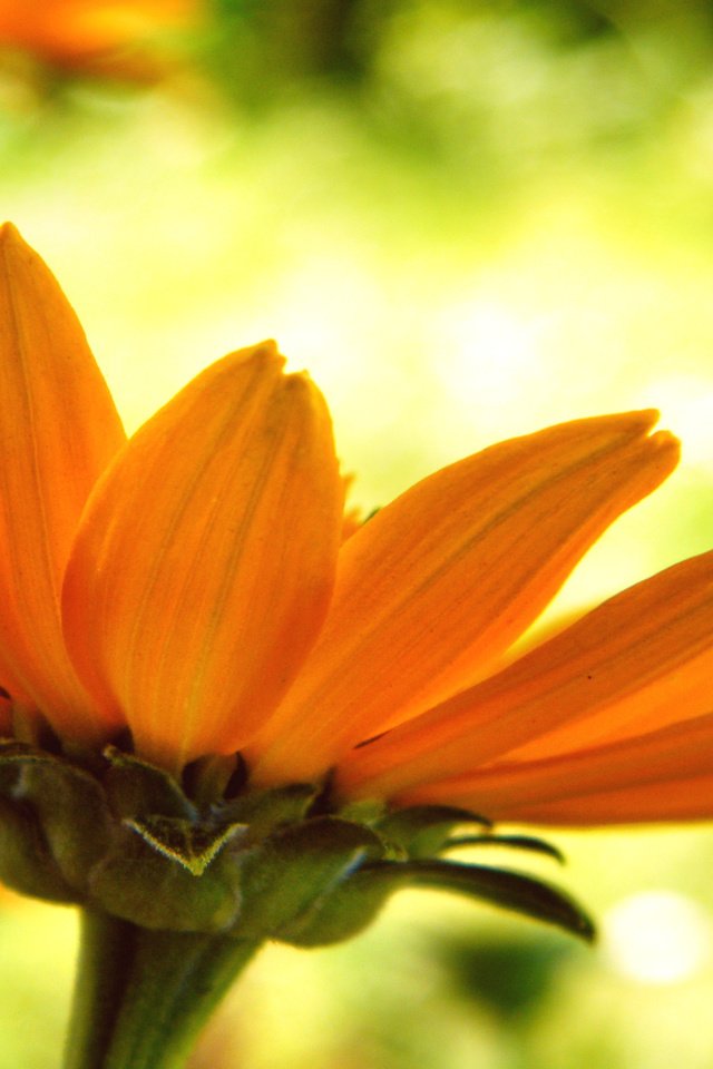 Обои цветок, лепестки, оранжевые, крупным планом, flower, petals, orange, closeup разрешение 1920x1200 Загрузить