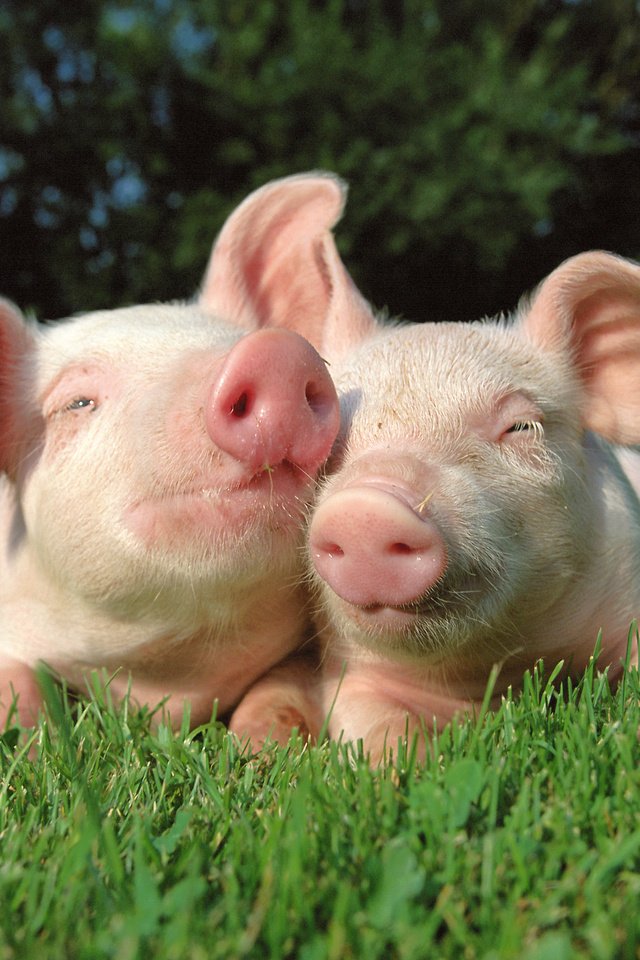 Обои трава, природа, пара, друзья, свинья, свиньи, хрюшки, grass, nature, pair, friends, pig, pigs разрешение 5315x3720 Загрузить