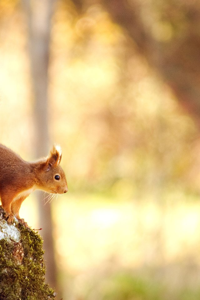 Обои свет, природа, дерево, лес, белка, боке, белочка,     дерево, light, nature, tree, forest, protein, bokeh, squirrel разрешение 2560x1600 Загрузить