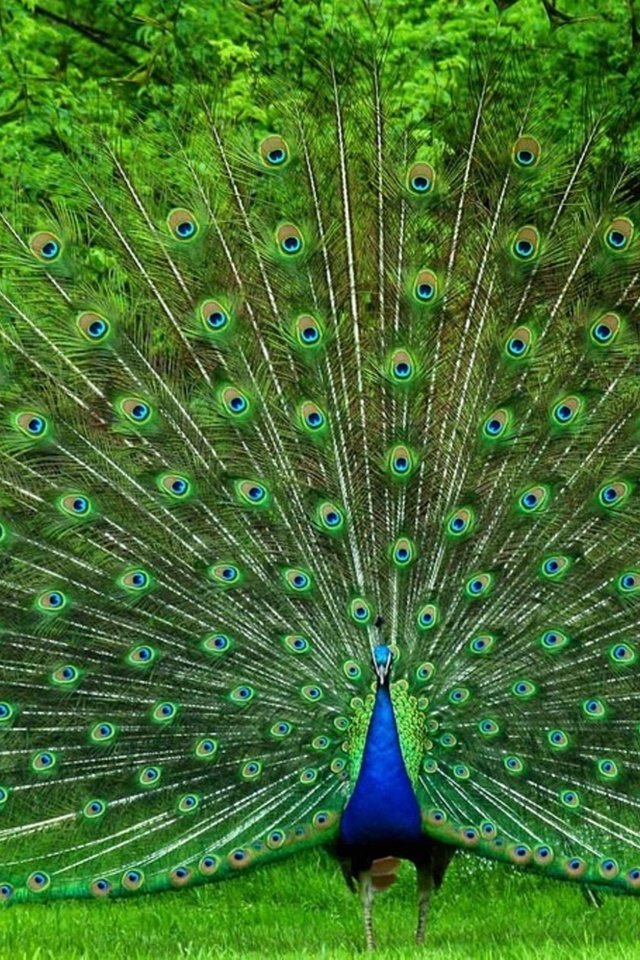 Обои птица, павлин, красивый, хвост, яркий, большой, bird, peacock, beautiful, tail, bright, large разрешение 1920x1280 Загрузить