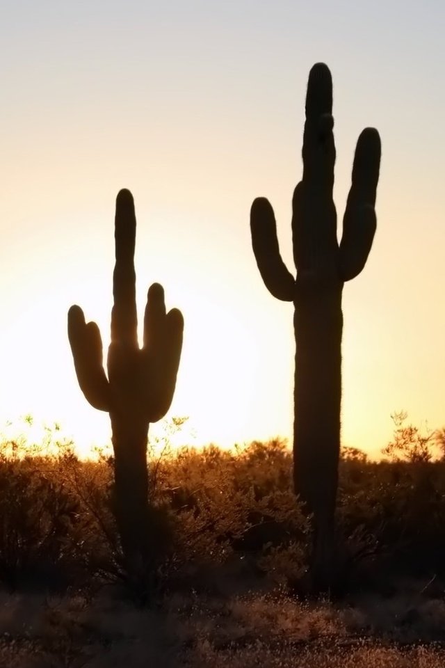 Обои природа, закат, горизонт, пустыня, кактус, кактусы, nature, sunset, horizon, desert, cactus, cacti разрешение 1920x1080 Загрузить