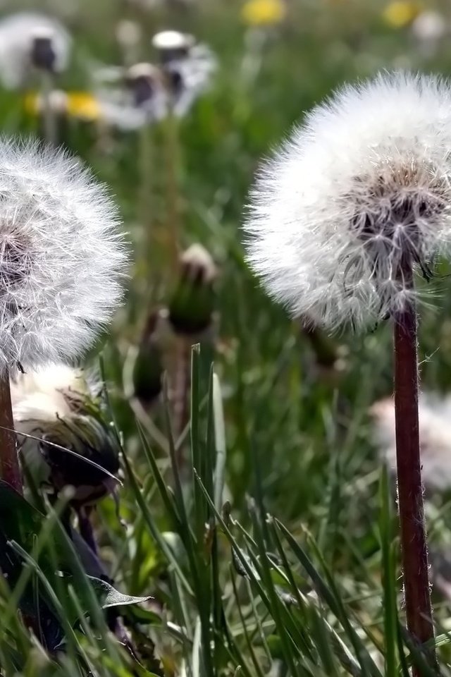 Обои цветы, одуванчик, пушинки, былинки, flowers, dandelion, fuzzes, blade разрешение 1920x1080 Загрузить