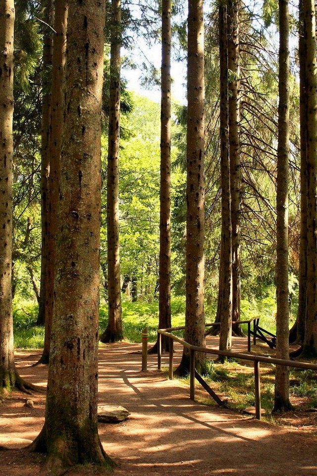 Обои деревья, лес, стволы, ограждение, сосны, тропа, trees, forest, trunks, the fence, pine, trail разрешение 1920x1080 Загрузить