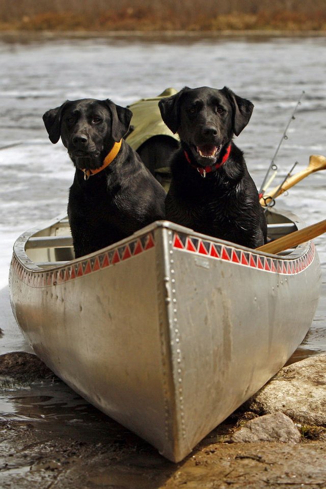 Обои река, камни, лодка, пара, ошейник, собаки, лабрадор ретривер, river, stones, boat, pair, collar, dogs, labrador retriever разрешение 1920x1200 Загрузить