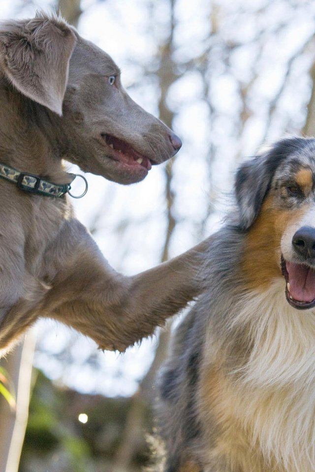 Обои пара, лабрадор, собаки, австралийская овчарка, pair, labrador, dogs, australian shepherd разрешение 1920x1200 Загрузить