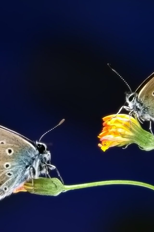 Обои насекомое, цветок, бабочка, крылья, бабочки, голубянка, insect, flower, butterfly, wings, blue разрешение 1920x1200 Загрузить