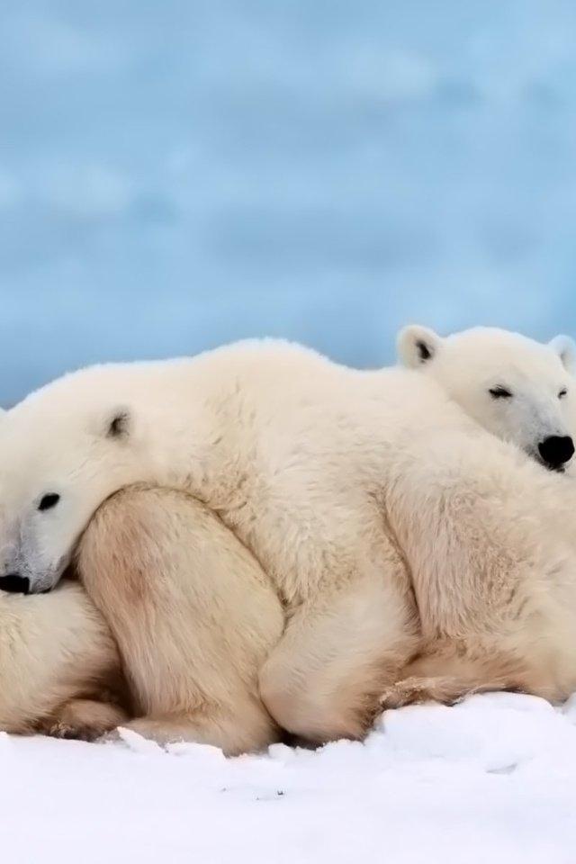 Обои сон, семья, медведи, белый медведь, детеныш, sleep, family, bears, polar bear, cub разрешение 1920x1200 Загрузить