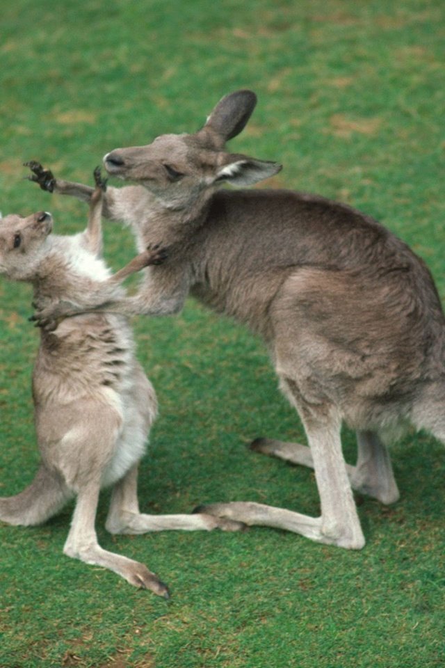 Обои трава, кенгуру, grass, kangaroo разрешение 1920x1440 Загрузить