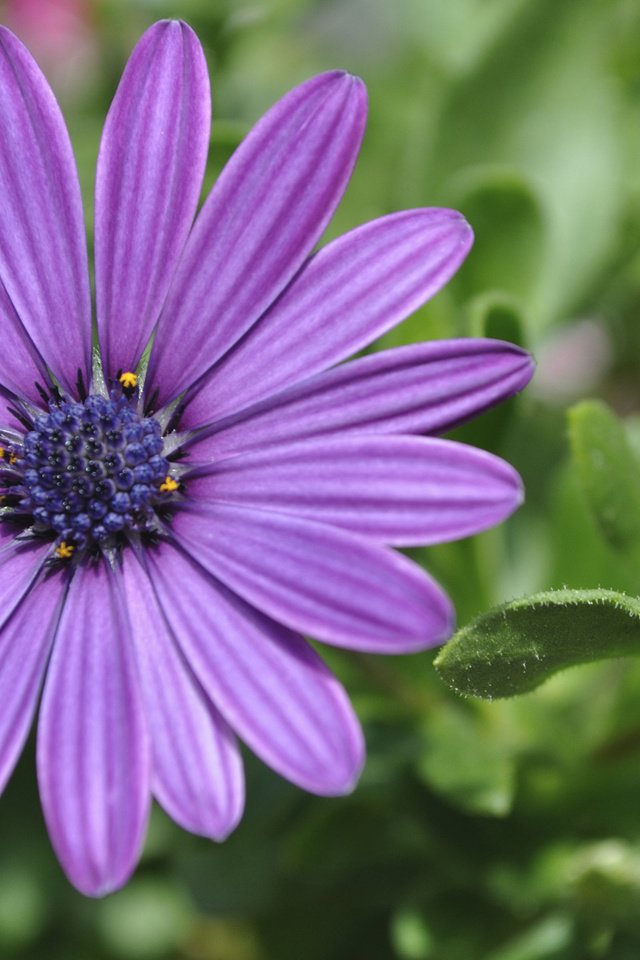 Обои цветок, лепестки, остеоспермум, африканская ромашка, flower, petals, osteospermum, african daisy разрешение 1920x1200 Загрузить