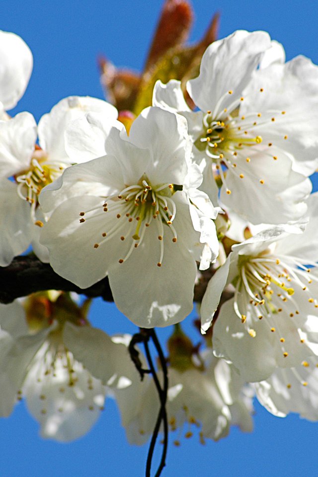 Обои цветы, ветка, цветение, цветок, лепестки, весна, вишня, flowers, branch, flowering, flower, petals, spring, cherry разрешение 1920x1200 Загрузить