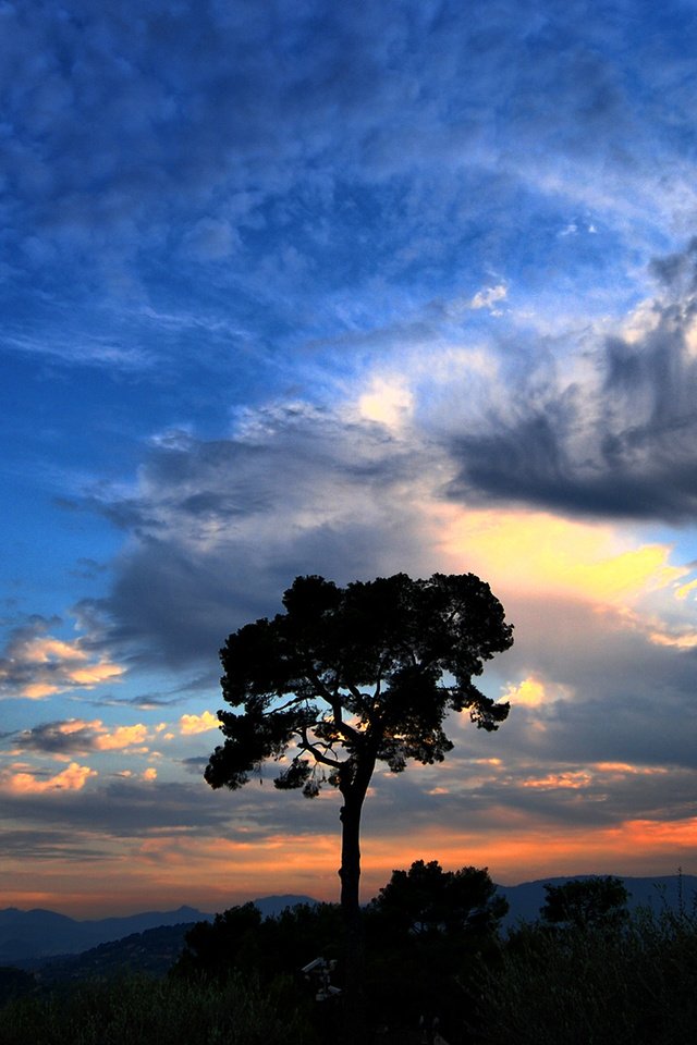 Обои небо, облака, дерево, закат, the sky, clouds, tree, sunset разрешение 1920x1080 Загрузить
