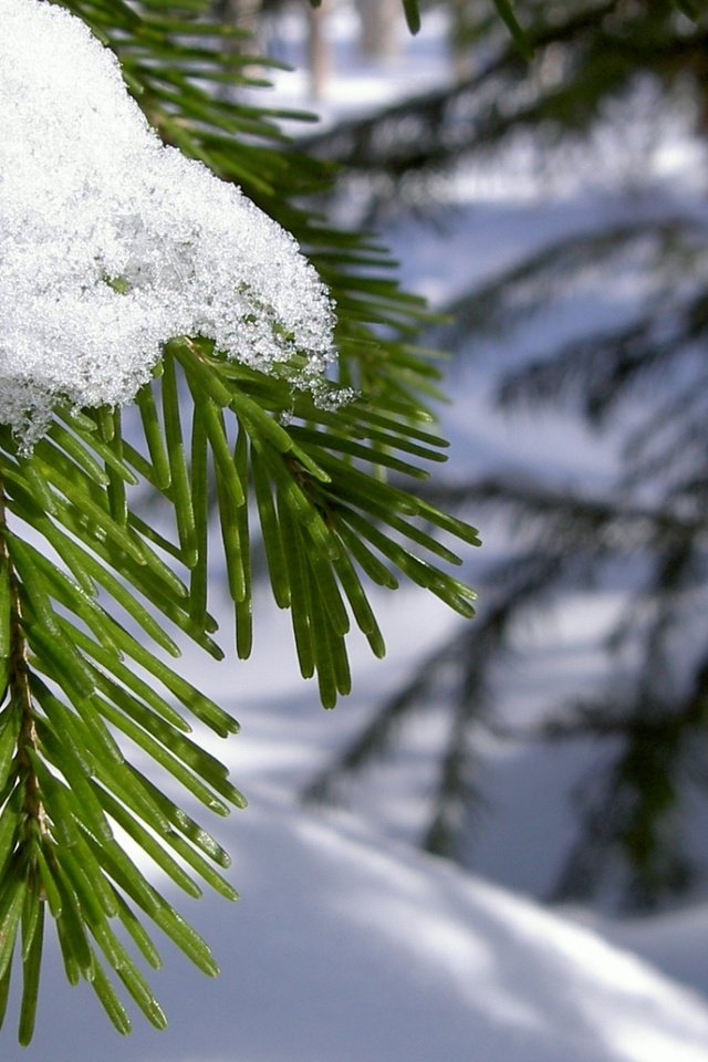 Обои ветка, снег, хвоя, зима, макро, иголки, branch, snow, needles, winter, macro разрешение 1920x1080 Загрузить