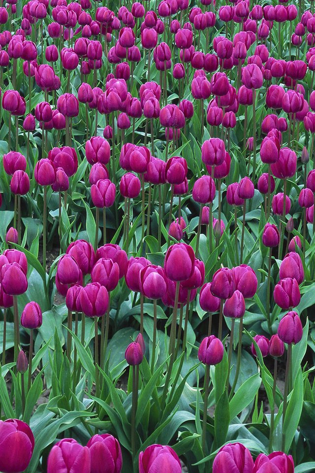 Обои цветы, тюльпаны, flowers, tulips разрешение 1920x1080 Загрузить