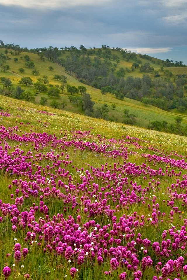 Обои холмы, простор, фиолетовый луг, hills, space, violet meadow разрешение 1920x1080 Загрузить