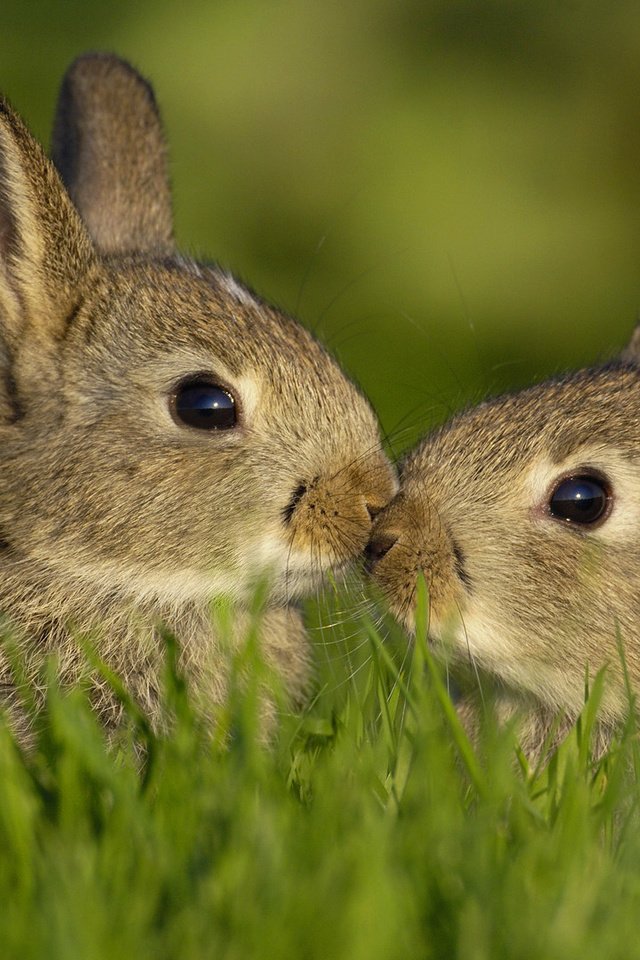 Обои трава, любовь, семья, кролики, зайцы, grass, love, family, rabbits разрешение 1920x1080 Загрузить